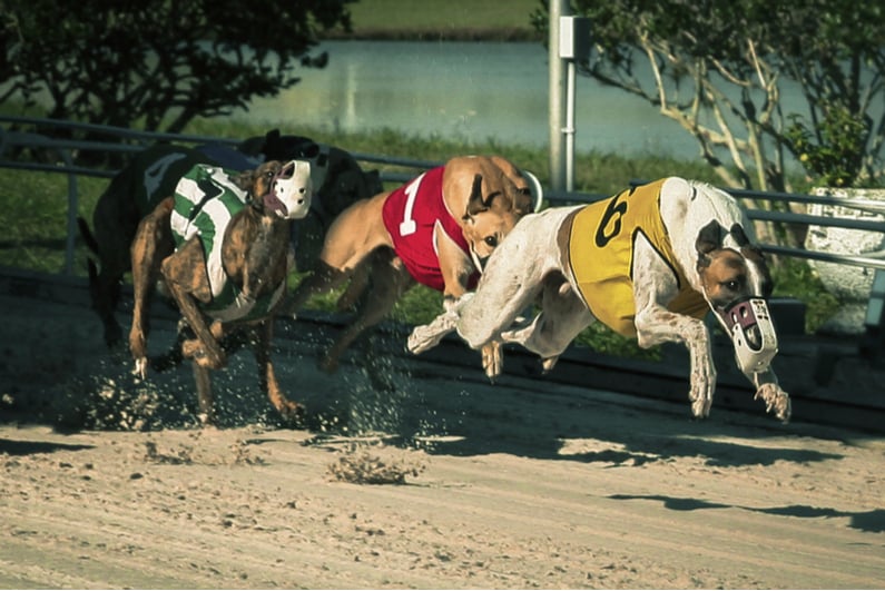 greyhound race